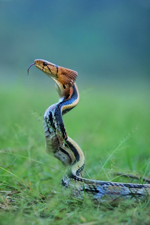 snake  animal  wildlife