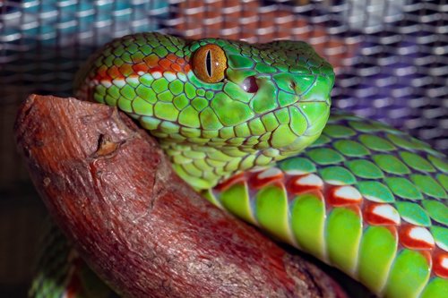 snake  venomous snake  green
