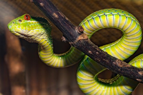 snake  venomous snake  green