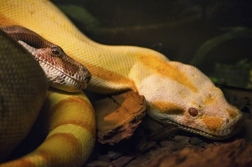 snake  couple  boa constrictor