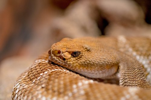 snake  viper  venomous