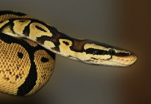 snake ball python python regius