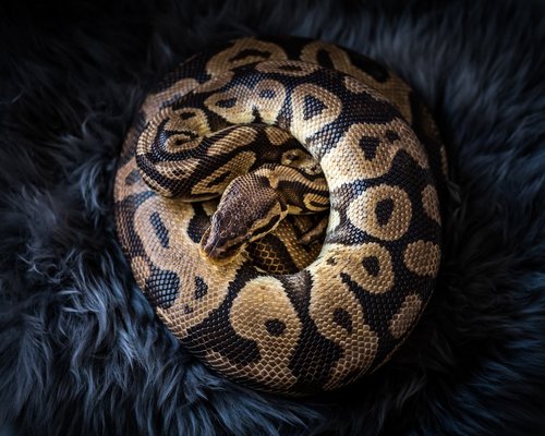 snake  python  animal