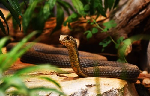 snake  reptile  long