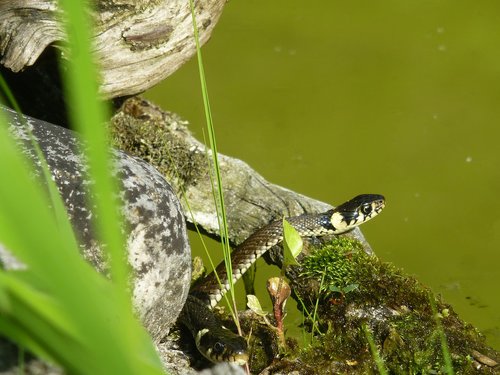 snake  reptile  grass snake