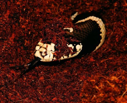 snake snakehead california getula