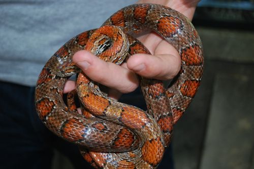 snake wildlife slithering