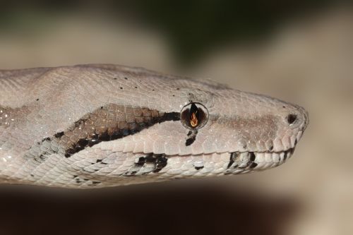 snake eye reptile