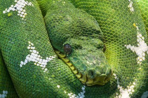 snake python animal