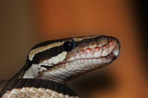 snake ball python python regius