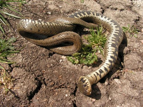 snake dead tanatóza