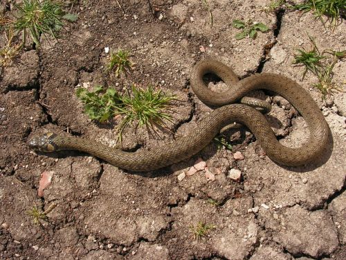 snake natrix crawl