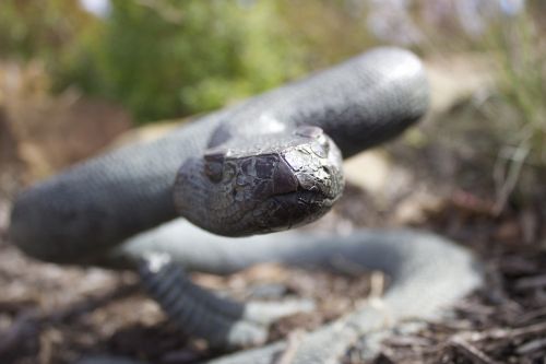 snake statue up-close