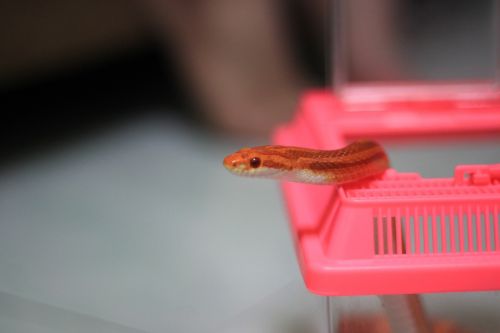 snake orange animal