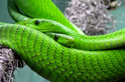 snake mamba green mamba
