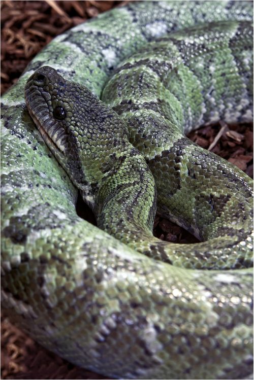 snake toxic green