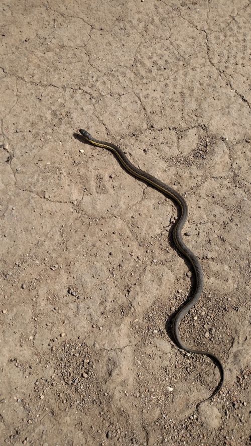 snake serpent reptile