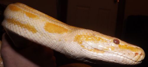 snake python reptile