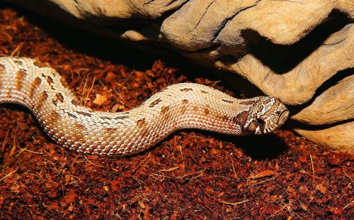 snake heterodon nasicus north america