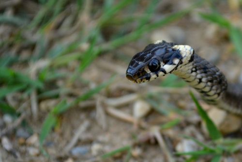 snake reptile black