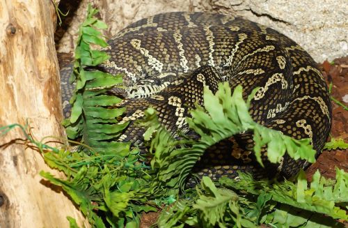 snake carpet python constrictor