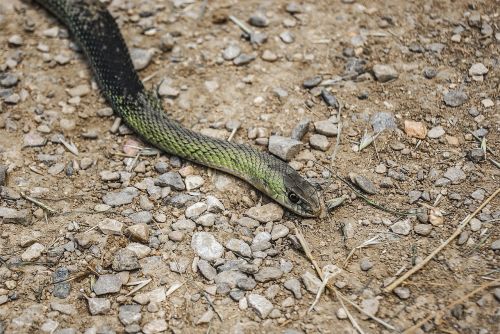 snake animal nature