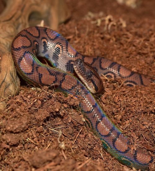 snake rainbow boa reptile