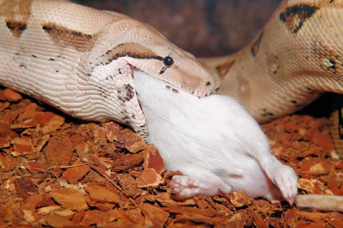 snake boa constrictor imperator eat