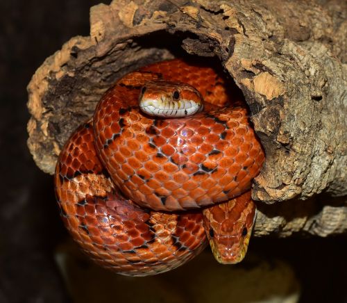 snake natter corn snake