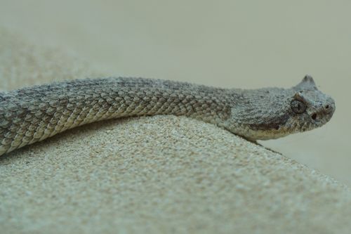 snake cobra sidewinder