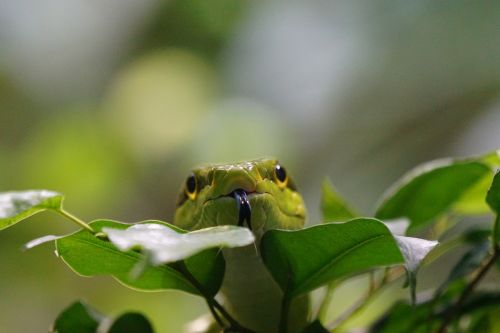 sharpnose snake snakes green