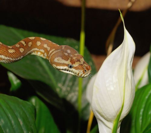 snake carpet python morelia bredli