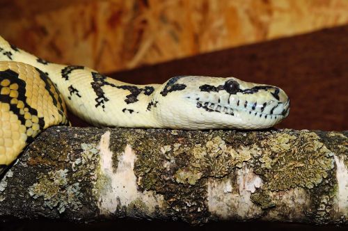snake carpet python wild animal