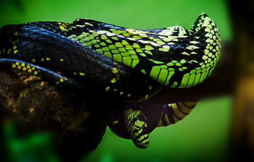 snake animal nature