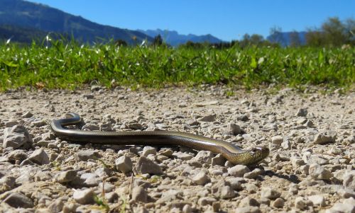 snake copper snake crawl