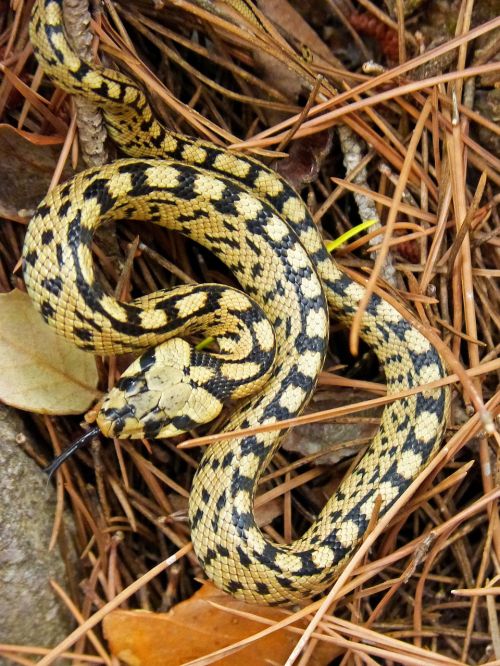 snake yellow forest