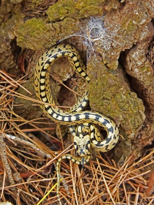 snake yellow forest