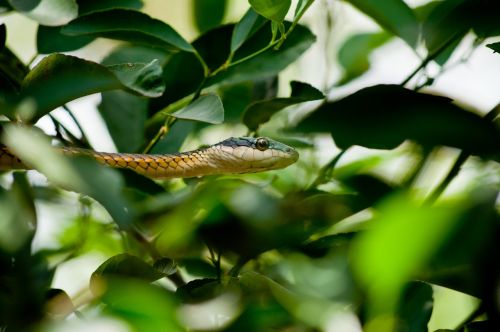 snake reptile nature