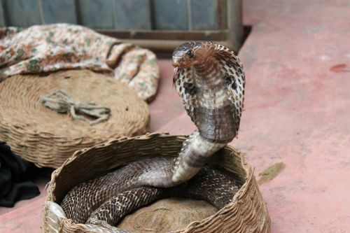 snake charming snake animal