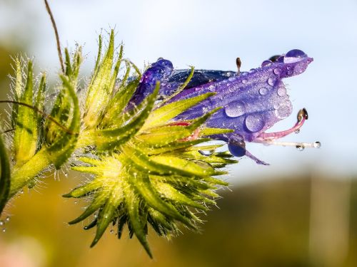 snake head plant flower