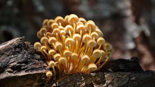 snake mushroom forest summer