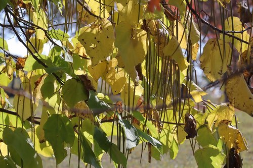 snake tree  mogolisch  autumn