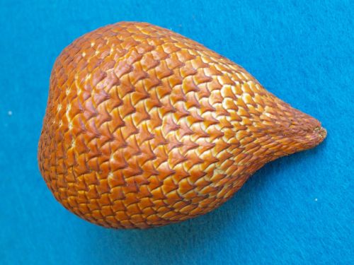 snakefruit salacca edulis snake skin fruit