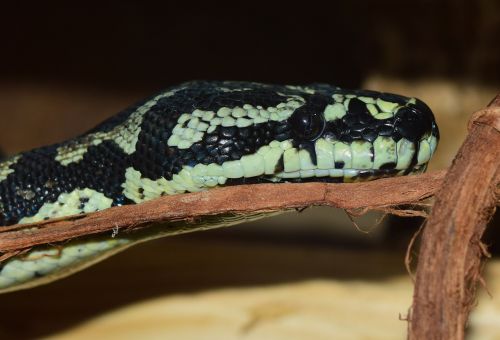 snakehead snake reptile