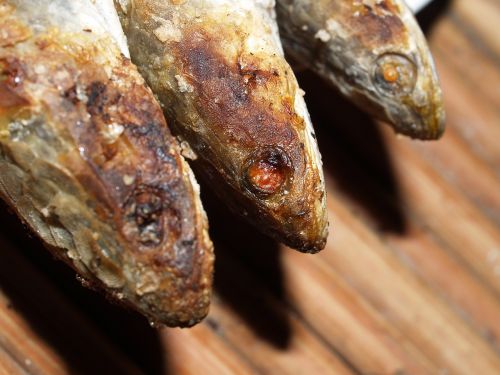 snakehead fish food