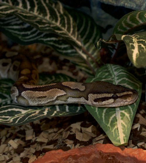 snakehead python reptile