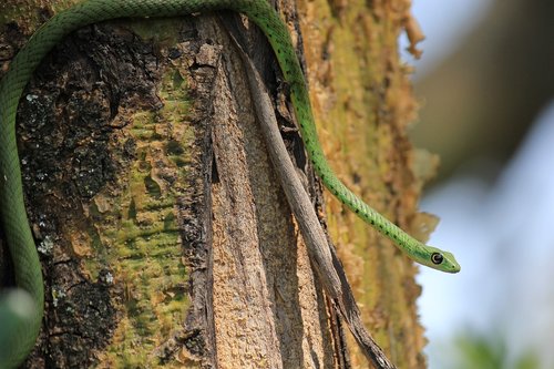 snakes  spotted bush snake  south africa