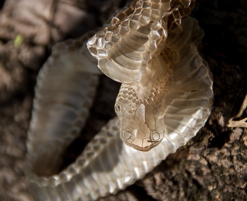 snakeskin  skin  snake