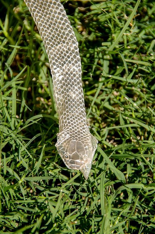 snakeskin skin snake