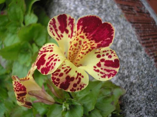 snapdragon flower blossom